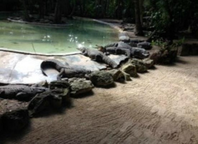 Area de reptiles